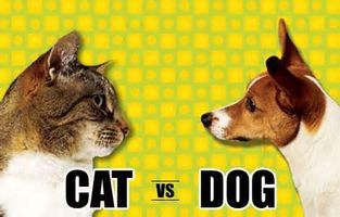 do you think im a dog person or cat person? do you think im a dog person or cat person?