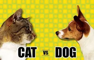 do you think im a dog person or cat person? do you think im a dog person or cat person?