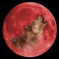 Which wolf looks better? (9) Which wolf looks better? (9)