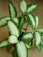 Which plant is much more dangerous? Which plant is much more dangerous?