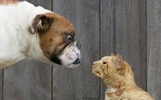 Would you rather have: a cat or a dog? Would you rather have: a cat or a dog?