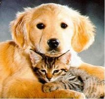 Do you like cats or dogs better? Do you like cats or dogs better?