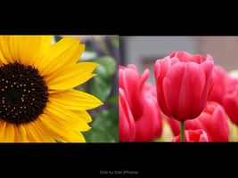 Do you like. Sunflowers more or Tulips? Do you like. Sunflowers more or Tulips?