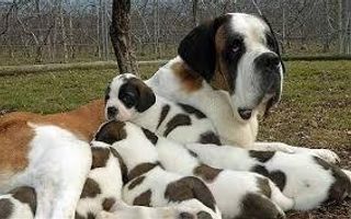 what's your favourite breed of dog? mine is a St. Bernard and German Shepard what's your favourite breed of dog? mine is a St. Bernard and German Shepard