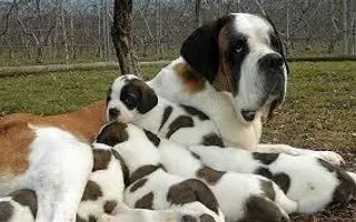 what's your favourite breed of dog? mine is a St. Bernard and German Shepard what's your favourite breed of dog? mine is a St. Bernard and German Shepard