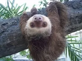 Do you like sloths? Do you like sloths?