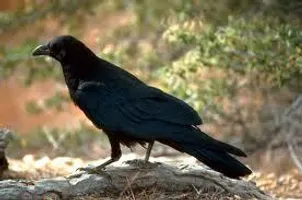 Do you like crows? Do you like crows?