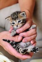 Are you against animal abusers? Are you against animal abusers?