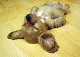 What puppy is the cutest? What puppy is the cutest?