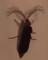 what type of bug is this? what type of bug is this?