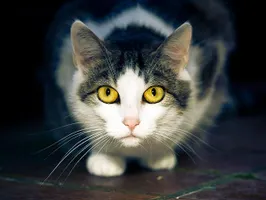 Which kitty is better? Which kitty is better?
