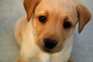 The Great Debate 3: Dogs or Cats? The Great Debate 3: Dogs or Cats?