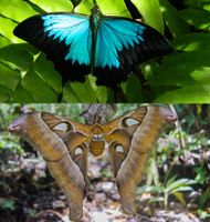 Moths or butterflies? Moths or butterflies?
