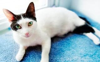 What Cat Is Better ? What Cat Is Better ?