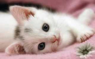Which Kitty Is Cutter ? Which Kitty Is Cutter ?