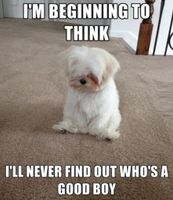 Which animal is the cutest? Which animal is the cutest?