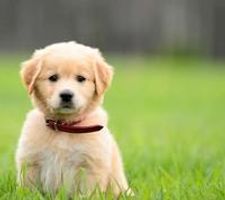 What puppy is the cutest? (1) What puppy is the cutest? (1)