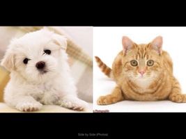 Do you like Dogs more or Cats? Do you like Dogs more or Cats?