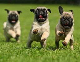 What Pug Is The Cutest? What Pug Is The Cutest?