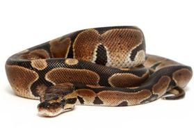 Snakes - Yay or Nay? Snakes - Yay or Nay?