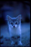 Which Picture does Little Angel look the best? (part 2!) Which Picture does Little Angel look the best? (part 2!)