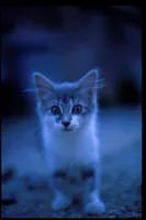 Which Picture does Little Angel look the best? (part 2!)