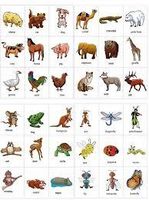 What animal do you have? What animal do you have?