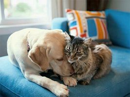 What animal do you like more? What animal do you like more?