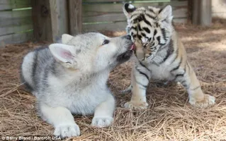 Wolf or tiger? Wolf or tiger?