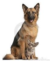 what of the 2 dogs is best? what of the 2 dogs is best?