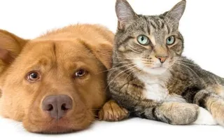 I am a 14 year old girl trying to open up her own animal shelter? I am a 14 year old girl trying to open up her own animal shelter?