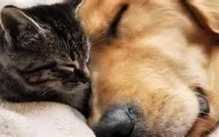 Cats or Dogs? (4)