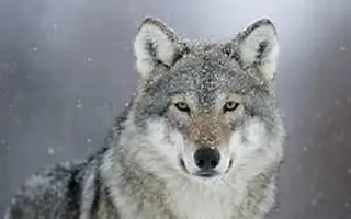 what do you think of wolves? what do you think of wolves?
