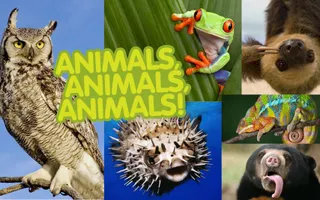 What animal is your favorite? (1) What animal is your favorite? (1)