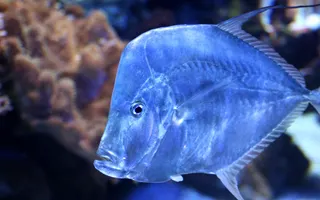 Which fish pic is the most epic? Which fish pic is the most epic?
