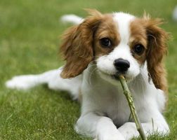 Whats your favourite dog breed? Whats your favourite dog breed?