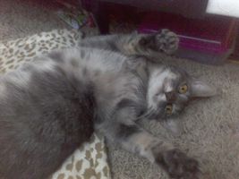 Should this cat be a famous internet cat? Should this cat be a famous internet cat?