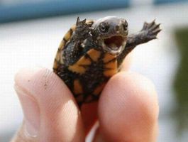 What turtle? What turtle?