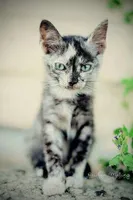 Warrior Cats Question: Which prefix do you think is better for this med apprentice (the future suffix is storm)? Warrior Cats Question: Which prefix do you think is better for this med apprentice (the future suffix is storm)?