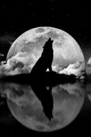 Which wolf looks better? (5) Which wolf looks better? (5)