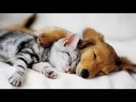 Cats or Dogs? (8)