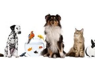 Which pet do you want? Which pet do you want?