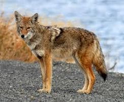Zombie Wolves or Zombie Foxes? Zombie Wolves or Zombie Foxes?