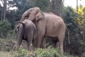 After Being Sold To Give Rides, A Baby Elephant Had A Heartwarming Reunion With Her Mother After Being Sold To Give Rides, A Baby Elephant Had A Heartwarming Reunion With Her Mother