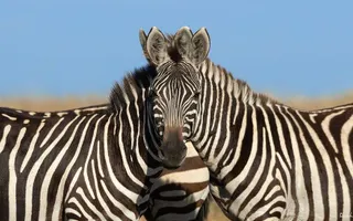 Optical illusions: Zebras, ravens, dresses and other mind-bending puzzles - CBBC Newsround Optical illusions: Zebras, ravens, dresses and other mind-bending puzzles - CBBC Newsround