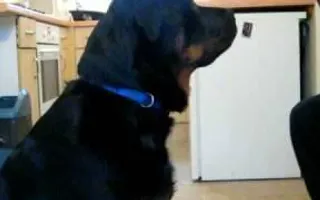Rottweiler well trained Rottweiler well trained