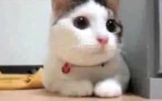 Supercats: Episode 1 — The Funniest Cat Video! Supercats: Episode 1 — The Funniest Cat Video!