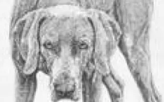 How To Draw A Dog How To Draw A Dog
