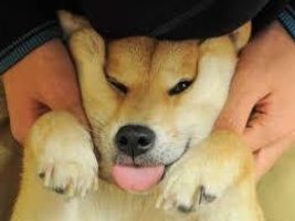 Doge Clan! Doge Clan!