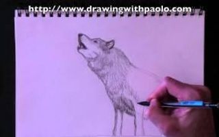 Drawing a wolf with Paolo Morrone Drawing a wolf with Paolo Morrone
